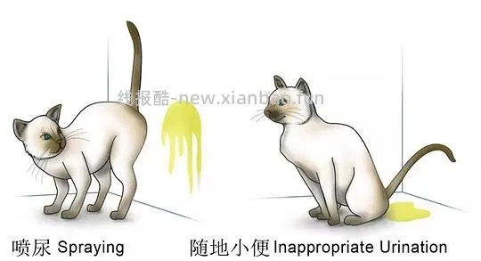 讨论/【科普】尿床？乱拉乱尿？分析猫乱排泄问题 - 线报酷