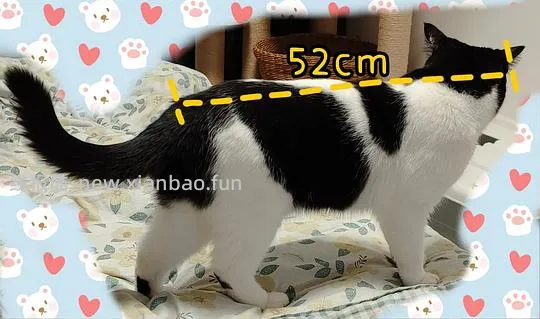 讨论/【科普】尿床？乱拉乱尿？分析猫乱排泄问题 - 线报酷