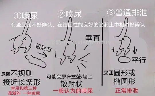 讨论/【科普】尿床？乱拉乱尿？分析猫乱排泄问题 - 线报酷