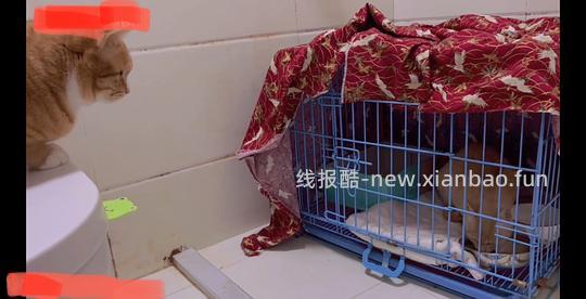 【科普】捡到一只小流浪怎么办！新猫到家干货省流贴！ - 线报酷