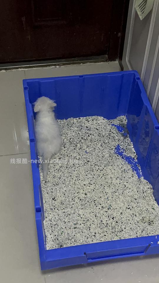 【科普】捡到一只小流浪怎么办！新猫到家干货省流贴！ - 线报酷