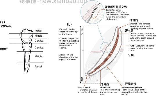 【科普】[养猫笔记05-医疗] 猫牙破齿细胞吸收性损伤（FORL）— 猫第二大常见疾病 - 线报酷
