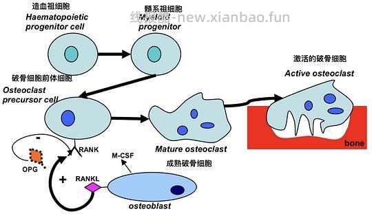 【科普】[养猫笔记05-医疗] 猫牙破齿细胞吸收性损伤（FORL）— 猫第二大常见疾病 - 线报酷