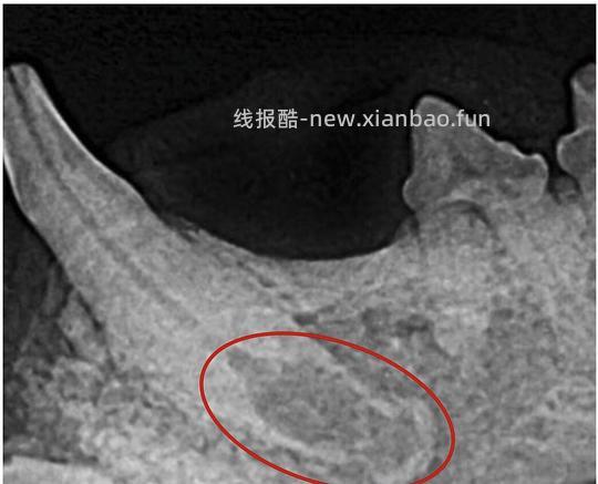 【科普】[养猫笔记05-医疗] 猫牙破齿细胞吸收性损伤（FORL）— 猫第二大常见疾病 - 线报酷