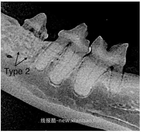 【科普】[养猫笔记05-医疗] 猫牙破齿细胞吸收性损伤（FORL）— 猫第二大常见疾病 - 线报酷