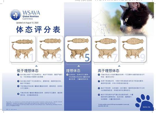 【科普】猫咪一生的喂养需求（搬运整理） - 线报酷