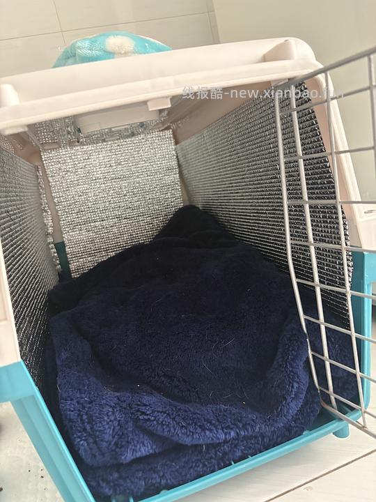 【科普】捡到一只小流浪怎么办！新猫到家干货省流贴！ - 线报酷