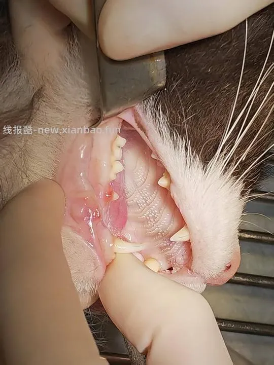 讨论/【科普】八岁小猫牙吸收 拔牙经验分享 - 线报酷