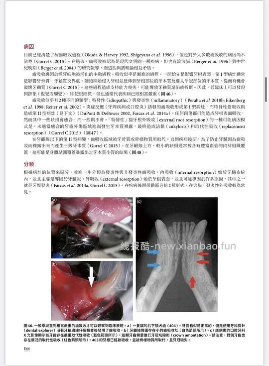 讨论/【科普】八岁小猫牙吸收 拔牙经验分享 - 线报酷