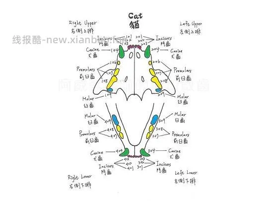 讨论/【科普】八岁小猫牙吸收 拔牙经验分享 - 线报酷