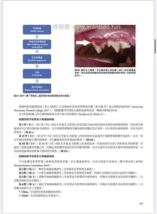 讨论/【科普】八岁小猫牙吸收 拔牙经验分享 - 线报酷
