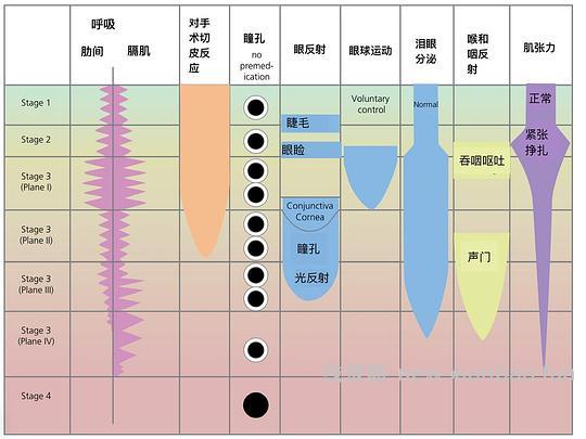 【科普】[养猫笔记07]麻醉（Anesthesia）— 小动物手术最大的风险来源之一（上） - 线报酷