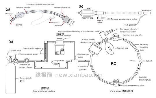 【科普】[养猫笔记07]麻醉（Anesthesia）— 小动物手术最大的风险来源之一（上） - 线报酷