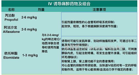 【科普】[养猫笔记07]麻醉（Anesthesia）— 小动物手术最大的风险来源之一（上） - 线报酷