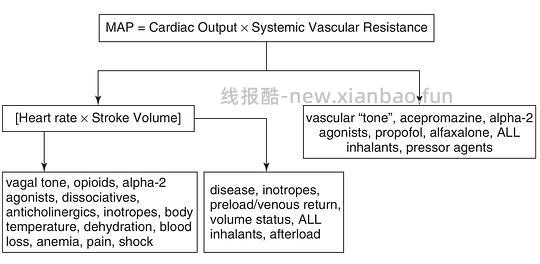 【科普】[养猫笔记07]麻醉（Anesthesia）（下） - 线报酷