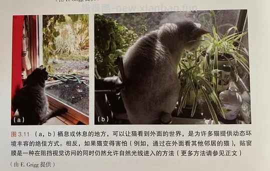讨论/【科普】“可爱”照片背后的真相原来是这样的，关于猫咪应激需要知道的一些事 - 线报酷