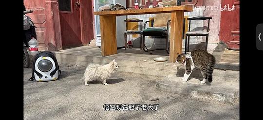 讨论/【科普】“可爱”照片背后的真相原来是这样的，关于猫咪应激需要知道的一些事 - 线报酷