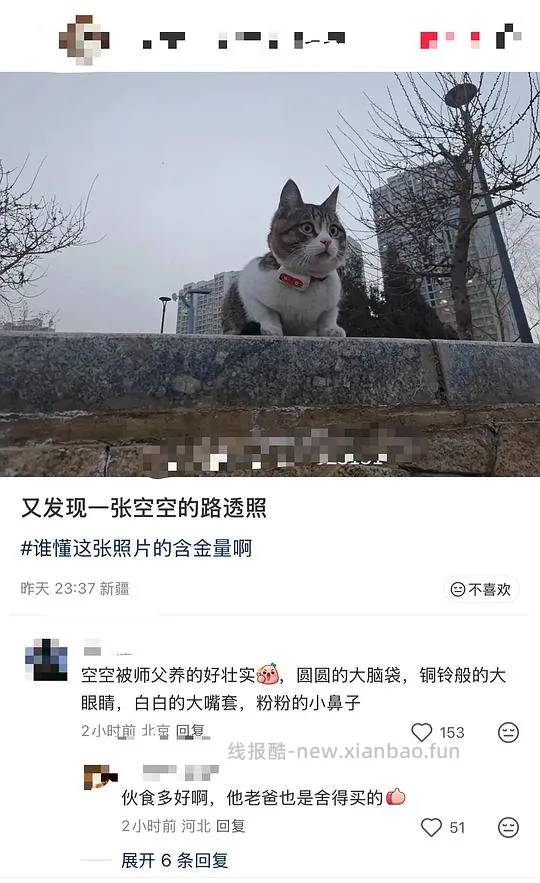 讨论/【科普】“可爱”照片背后的真相原来是这样的，关于猫咪应激需要知道的一些事 - 线报酷