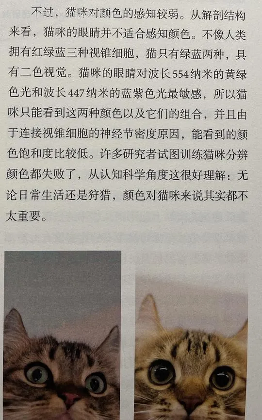 讨论/【科普】“可爱”照片背后的真相原来是这样的，关于猫咪应激需要知道的一些事 - 线报酷