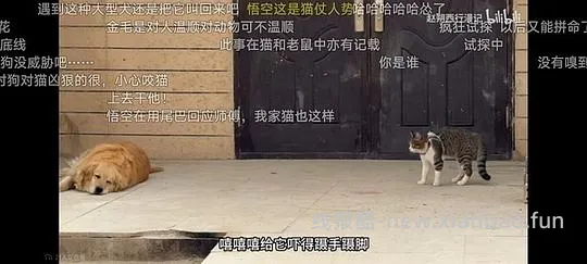 讨论/【科普】“可爱”照片背后的真相原来是这样的，关于猫咪应激需要知道的一些事 - 线报酷