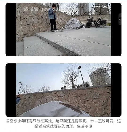 讨论/【科普】“可爱”照片背后的真相原来是这样的，关于猫咪应激需要知道的一些事 - 线报酷