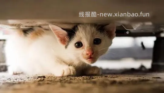 讨论/【科普】“可爱”照片背后的真相原来是这样的，关于猫咪应激需要知道的一些事 - 线报酷