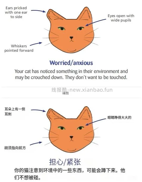 讨论/【科普】“可爱”照片背后的真相原来是这样的，关于猫咪应激需要知道的一些事 - 线报酷
