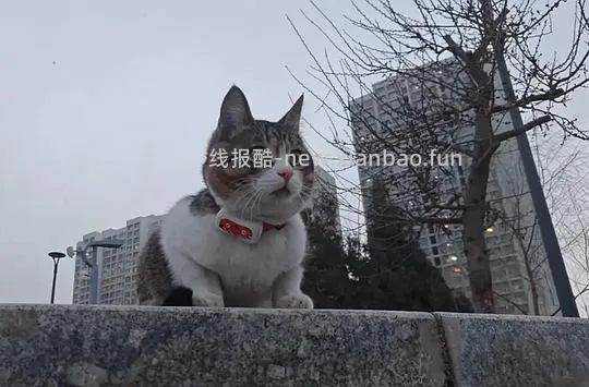 讨论/【科普】“可爱”照片背后的真相原来是这样的，关于猫咪应激需要知道的一些事 - 线报酷