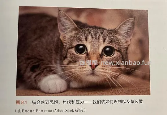 讨论/【科普】“可爱”照片背后的真相原来是这样的，关于猫咪应激需要知道的一些事 - 线报酷