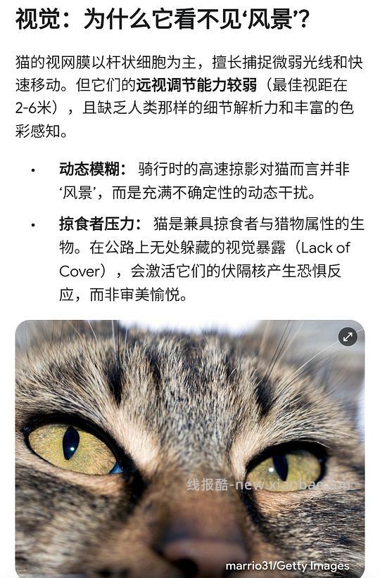讨论/【科普】猫眼里看到的世界和猫并不想看的世界💁🏻请停止幻想，猫不需要这些 - 线报酷