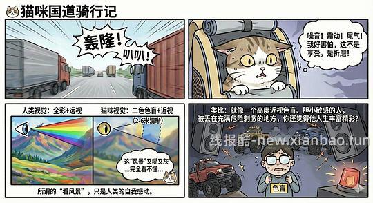 讨论/【科普】猫眼里看到的世界和猫并不想看的世界💁🏻请停止幻想，猫不需要这些 - 线报酷