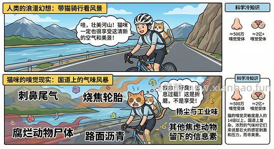 讨论/【科普】猫眼里看到的世界和猫并不想看的世界💁🏻请停止幻想，猫不需要这些 - 线报酷