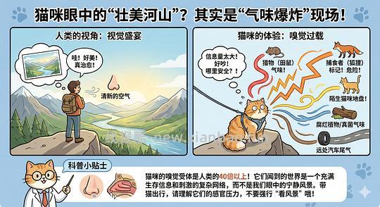 讨论/【科普】猫眼里看到的世界和猫并不想看的世界💁🏻请停止幻想，猫不需要这些 - 线报酷