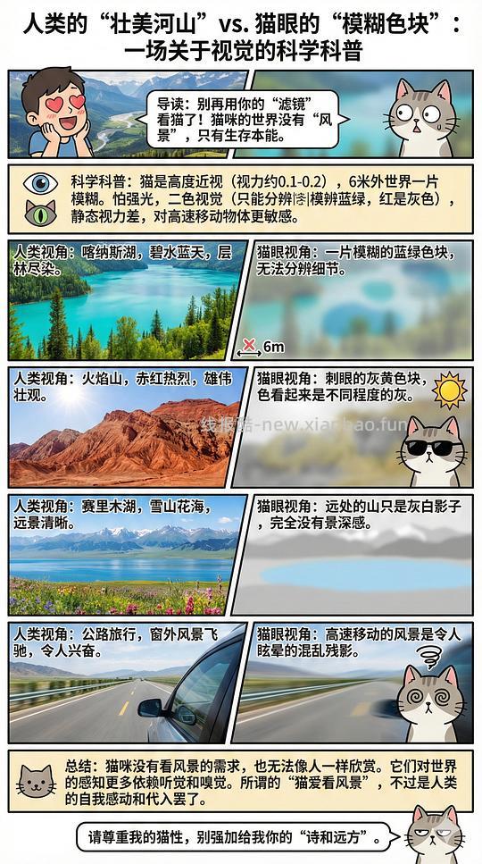 讨论/【科普】猫眼里看到的世界和猫并不想看的世界💁🏻请停止幻想，猫不需要这些 - 线报酷