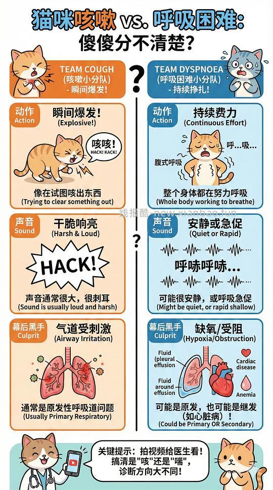 讨论/【科普】养猫科普漫画，不定期更新中（2.10 更新封窗、新手养猫误区科普） - 线报酷