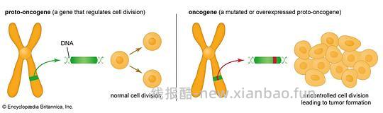 【科普】[养猫笔记08] 猫淋巴瘤（Feline Lymphoma）概述（1） - 线报酷