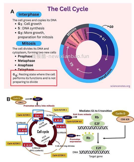 【科普】[养猫笔记08] 猫淋巴瘤（Feline Lymphoma）概述（1） - 线报酷