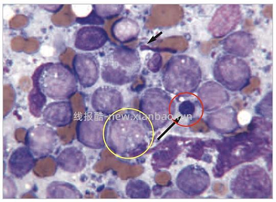 【科普】[养猫笔记08] 猫淋巴瘤（Feline Lymphoma）概述（1） - 线报酷