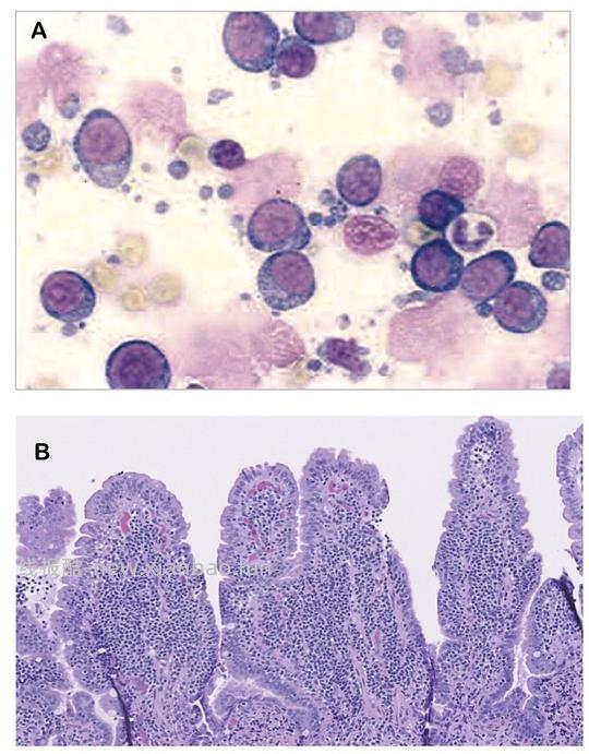【科普】[养猫笔记08] 猫淋巴瘤（Feline Lymphoma）概述（1） - 线报酷