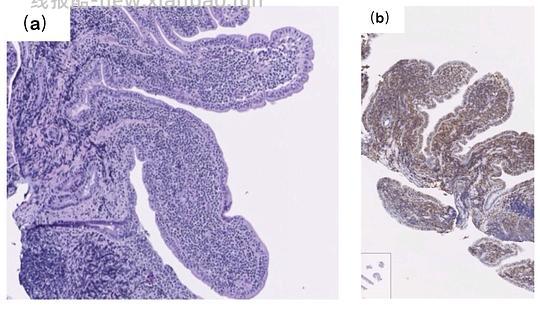 【科普】[养猫笔记08] 猫淋巴瘤（Feline Lymphoma）概述（1） - 线报酷