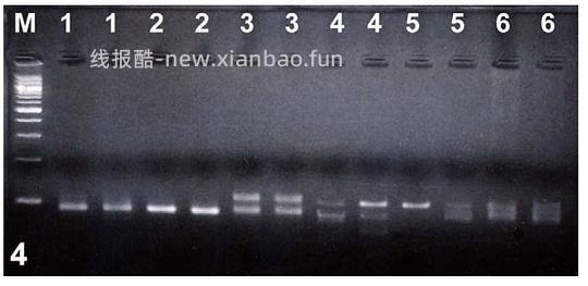 【科普】[养猫笔记08] 猫淋巴瘤（Feline Lymphoma）概述（1） - 线报酷