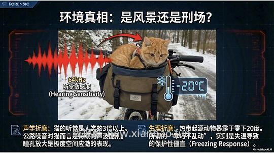 讨论/【科普】拟人化投射和科学指南 - 线报酷