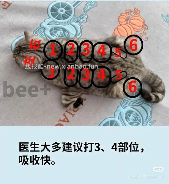 讨论/【科普】记录心肾综合征猫咪用药 - 线报酷