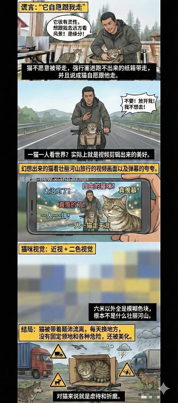 讨论/【科普】猫眼里看到的世界和猫并不想看的世界💁🏻请停止幻想，猫不需要这些 - 线报酷