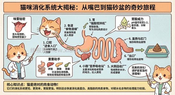 讨论/【科普】养猫科普漫画，不定期更新中（2.10 更新封窗、新手养猫误区科普） - 线报酷