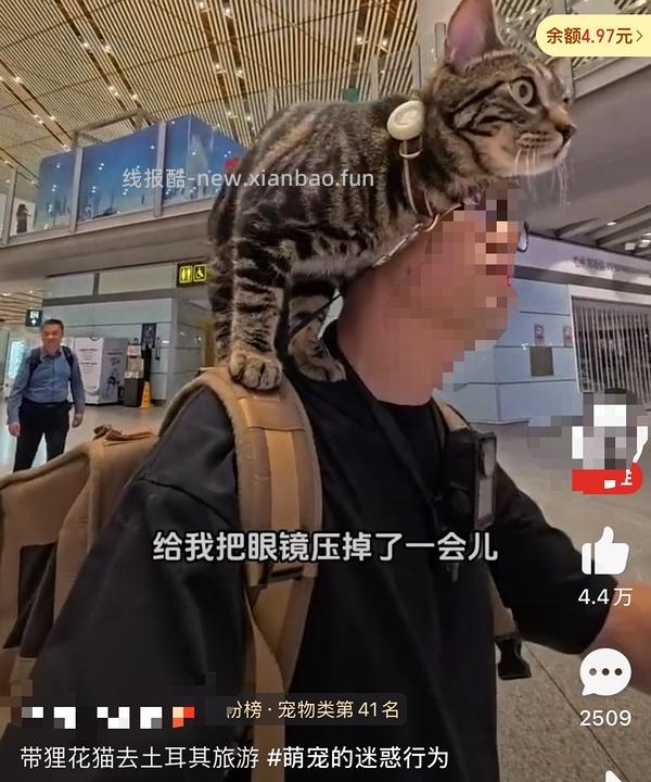 讨论/【科普】猫眼里看到的世界和猫并不想看的世界💁🏻请停止幻想，猫不需要这些 - 线报酷
