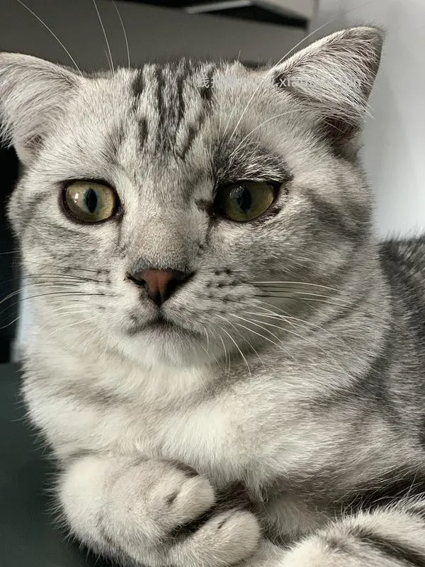讨论/【科普】激情安利伊曲康唑治疗猫癣！！伊曲康唑真的伤肝吗？辟谣！！！ - 线报酷