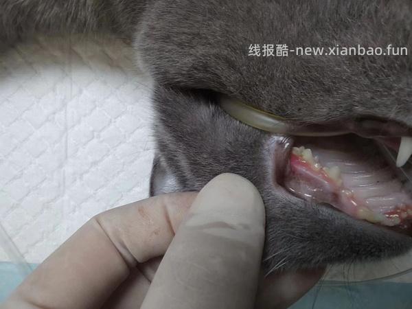 讨论/【科普】口炎的辨别 - 线报酷