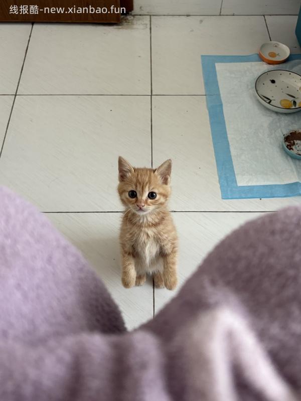 【科普】捡到一只小流浪怎么办！新猫到家干货省流贴！ - 线报酷
