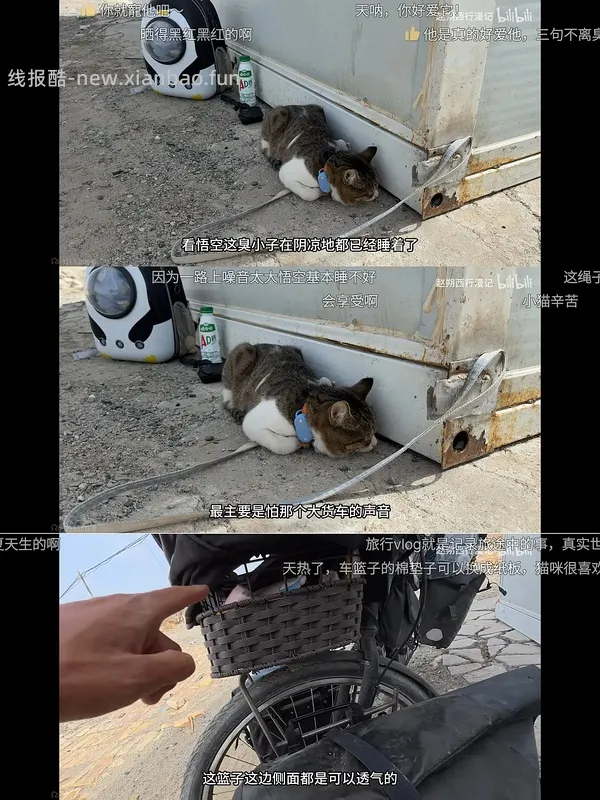 讨论/【科普】“可爱”照片背后的真相原来是这样的，关于猫咪应激需要知道的一些事 - 线报酷
